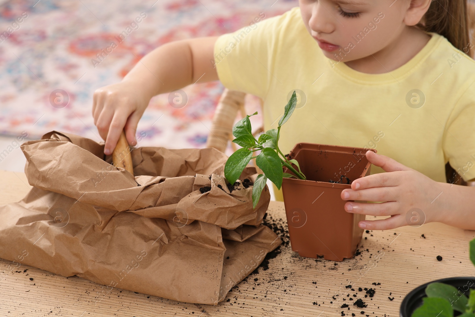 Photo of Little girl planting seedling into pot at wooden table indoors, closeup