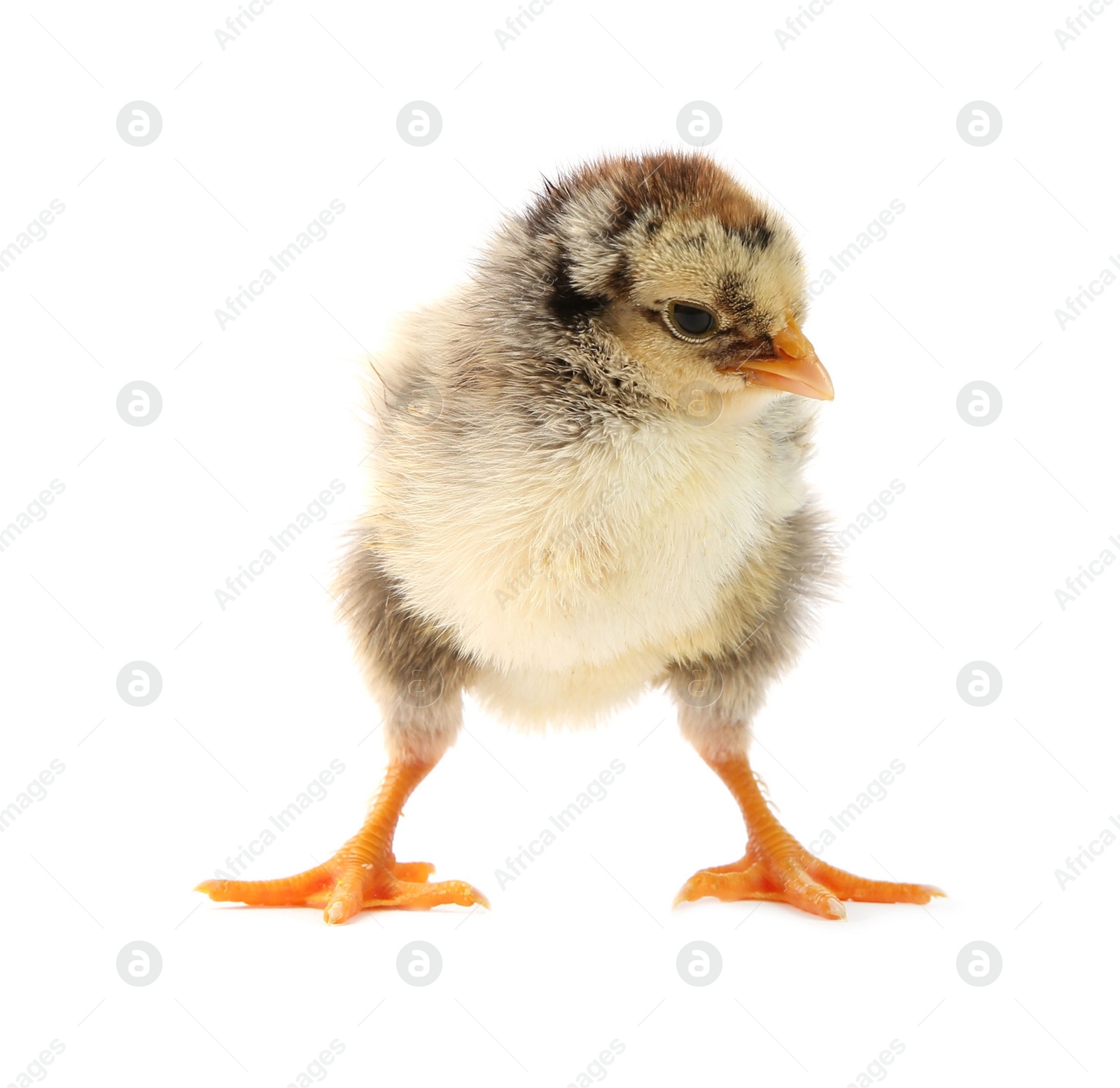 Photo of One cute chick isolated on white. Baby animal