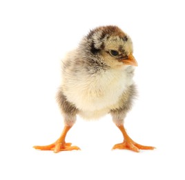 One cute chick isolated on white. Baby animal