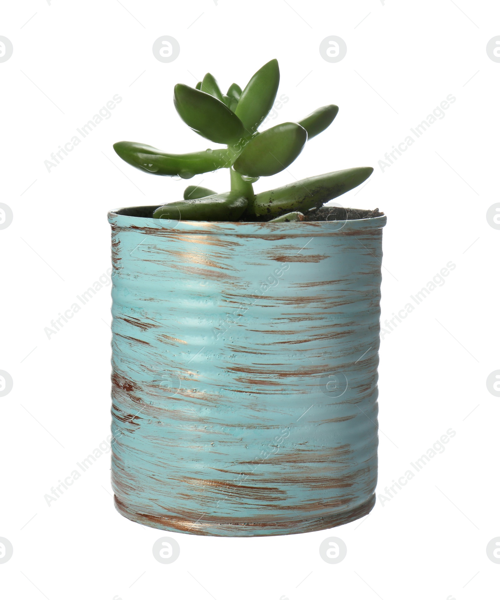 Photo of Beautiful succulent plant in painted tin can isolated on white. Home decor