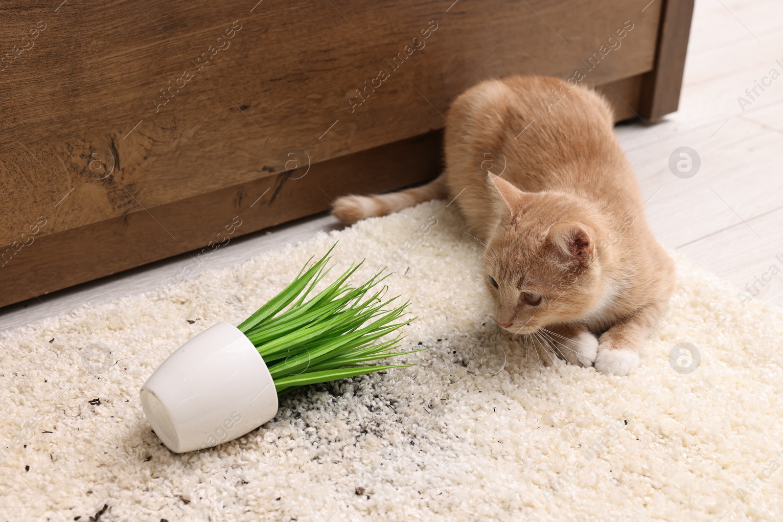 Photo of Cute ginger cat near overturned houseplant on carpet at home