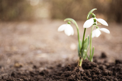 Photo of Fresh blooming snowdrop flowers growing in ground, space for text. Springtime