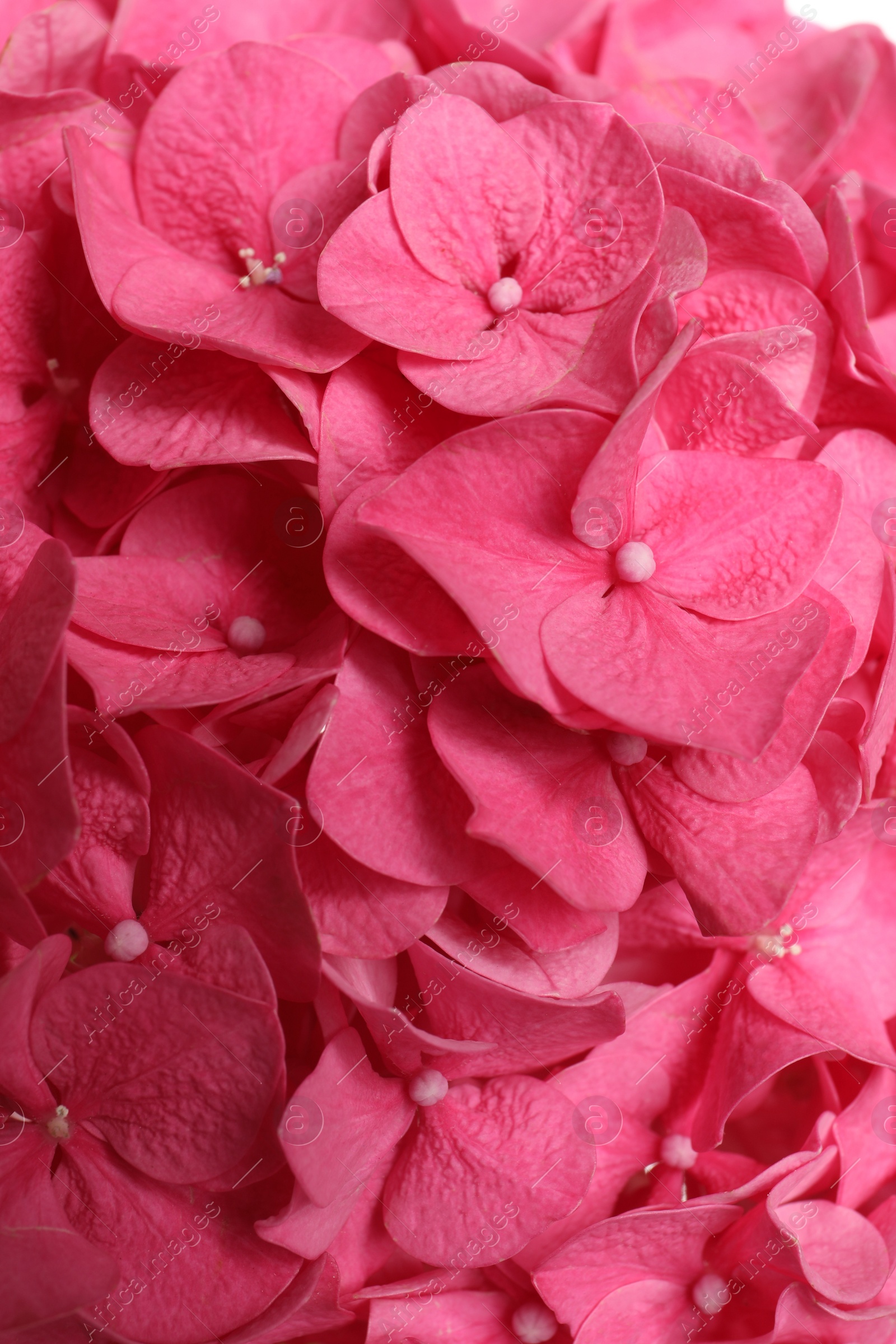 Photo of Beautiful pink hortensia flowers as background, closeup