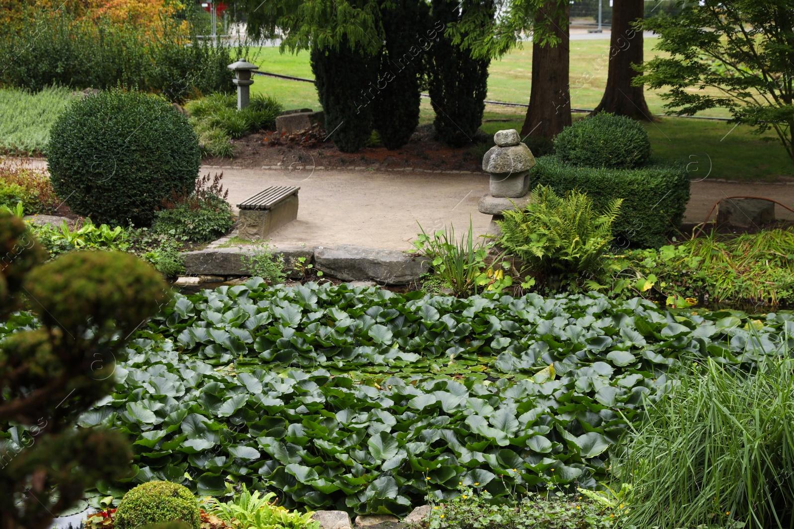 Photo of Beautiful water lily leaves and green plants in garden