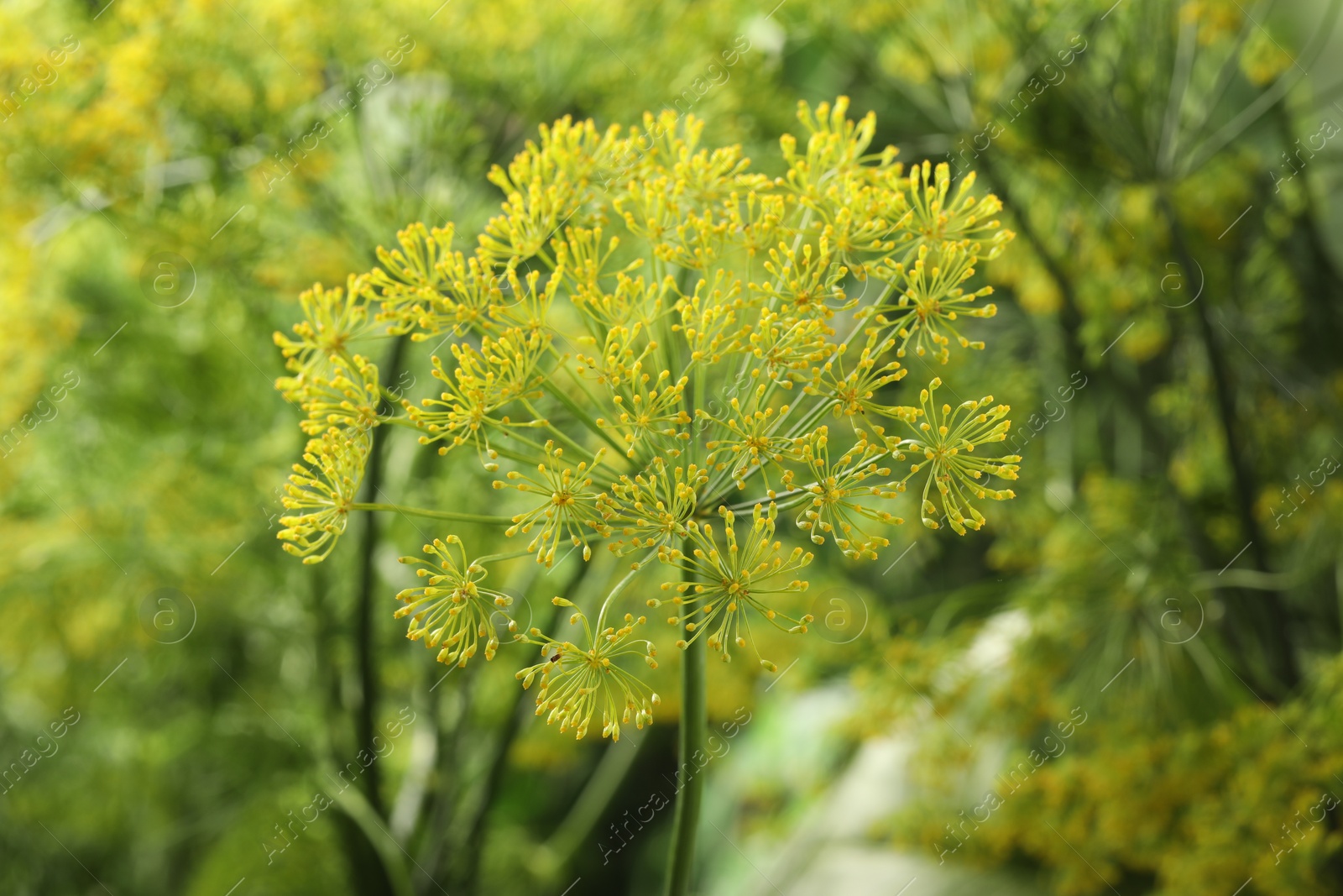 Photo of Fresh green dill flower on blurred background, closeup