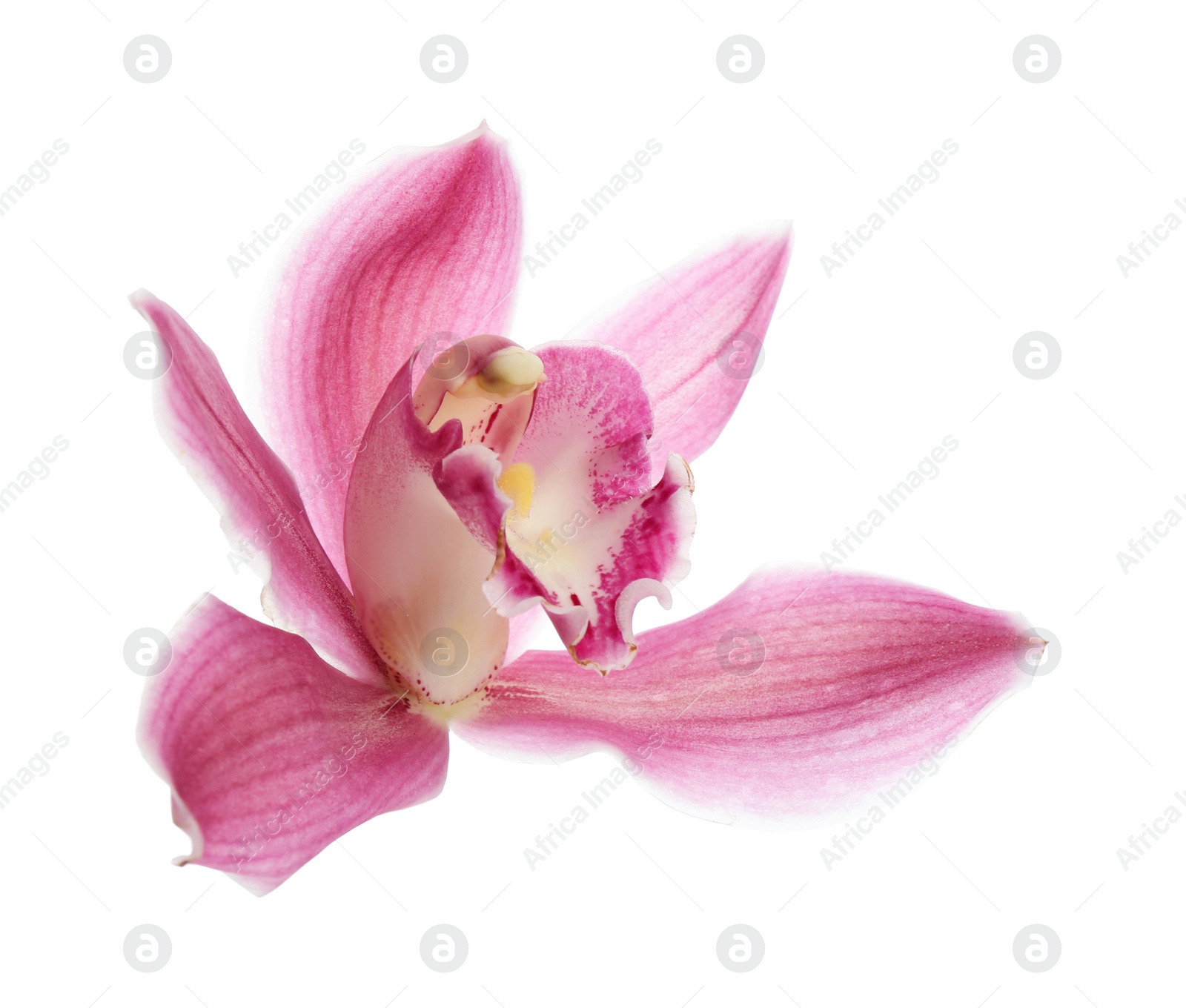 Photo of Beautiful tropical orchid flower on white background