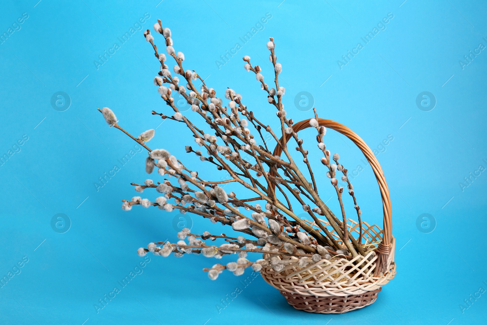 Photo of Wicker basket with beautiful blooming willow branches on light blue background