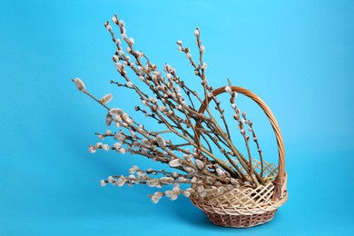 Photo of Wicker basket with beautiful blooming willow branches on light blue background