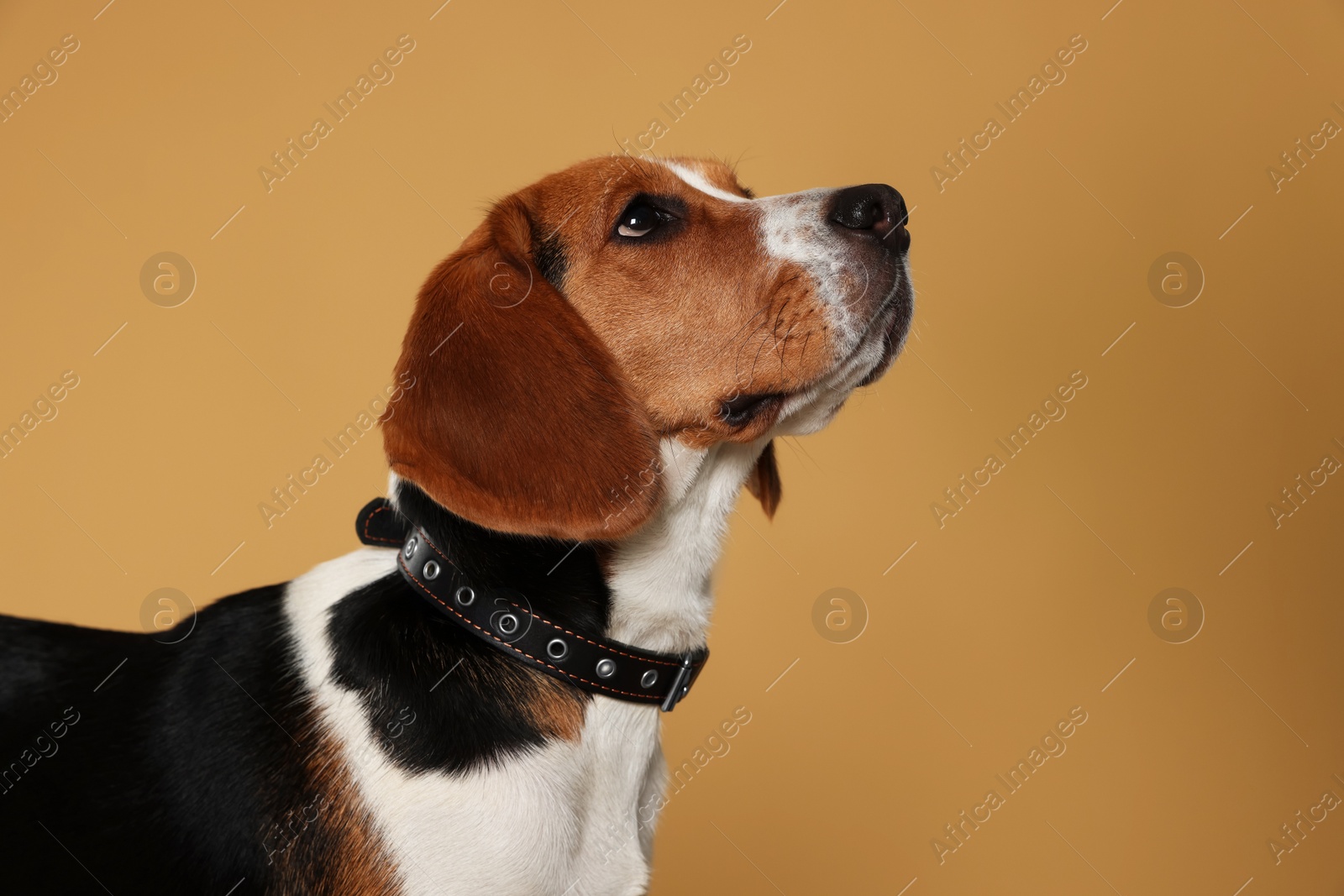 Photo of Adorable Beagle dog in stylish collar on beige background