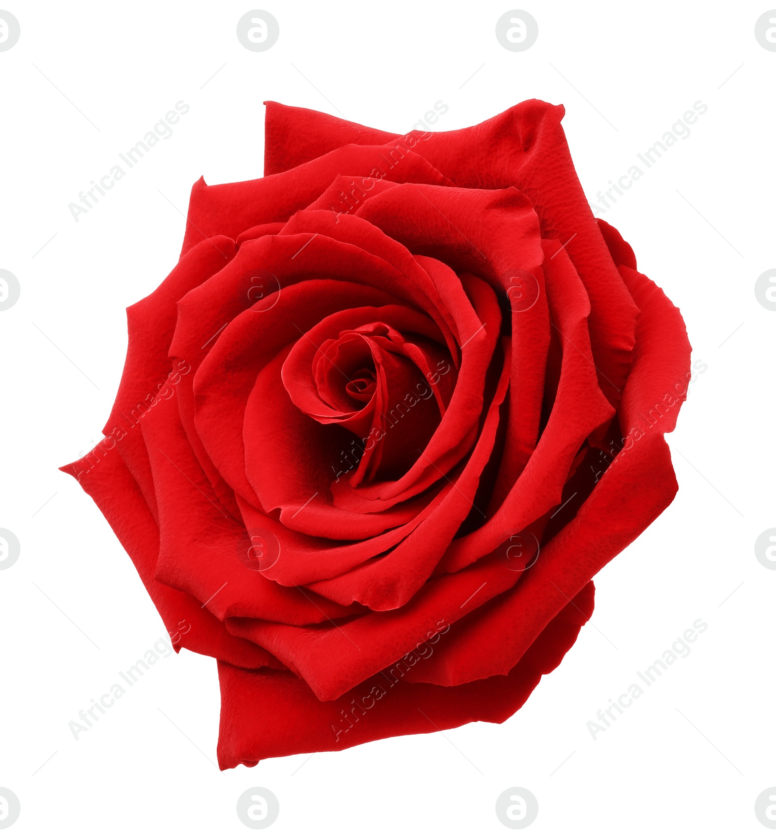 Photo of Beautiful fresh red rose isolated on white