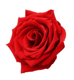 Photo of Beautiful fresh red rose isolated on white