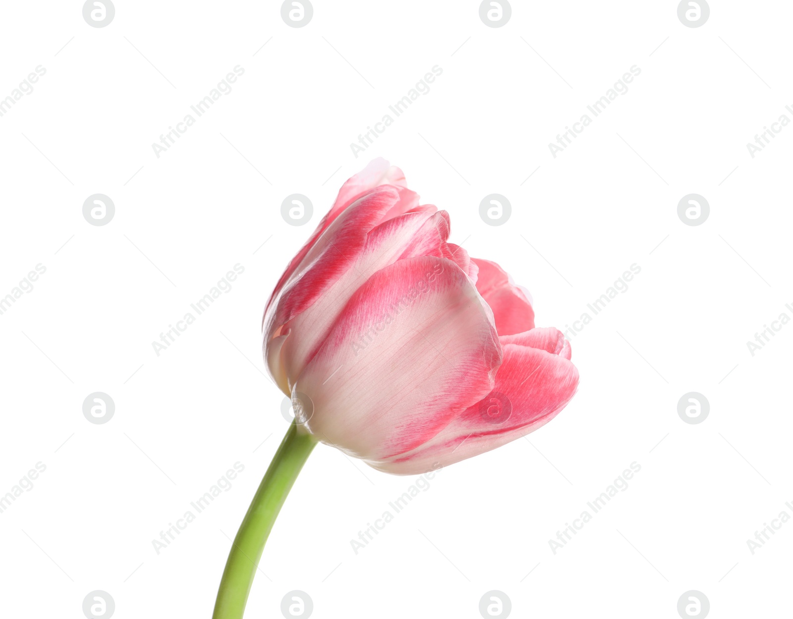 Photo of One beautiful tulip flower isolated on white