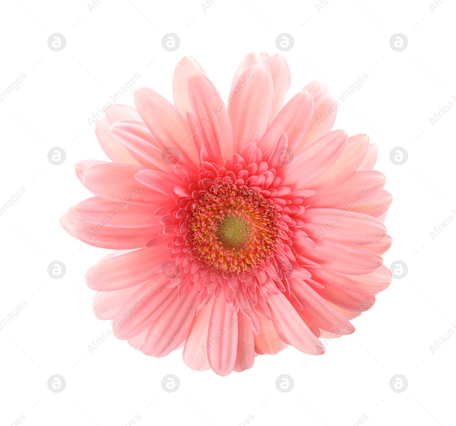 Photo of Beautiful bright gerbera flower on white background, top view