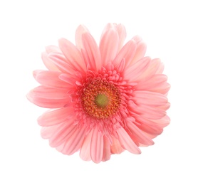 Photo of Beautiful bright gerbera flower on white background, top view