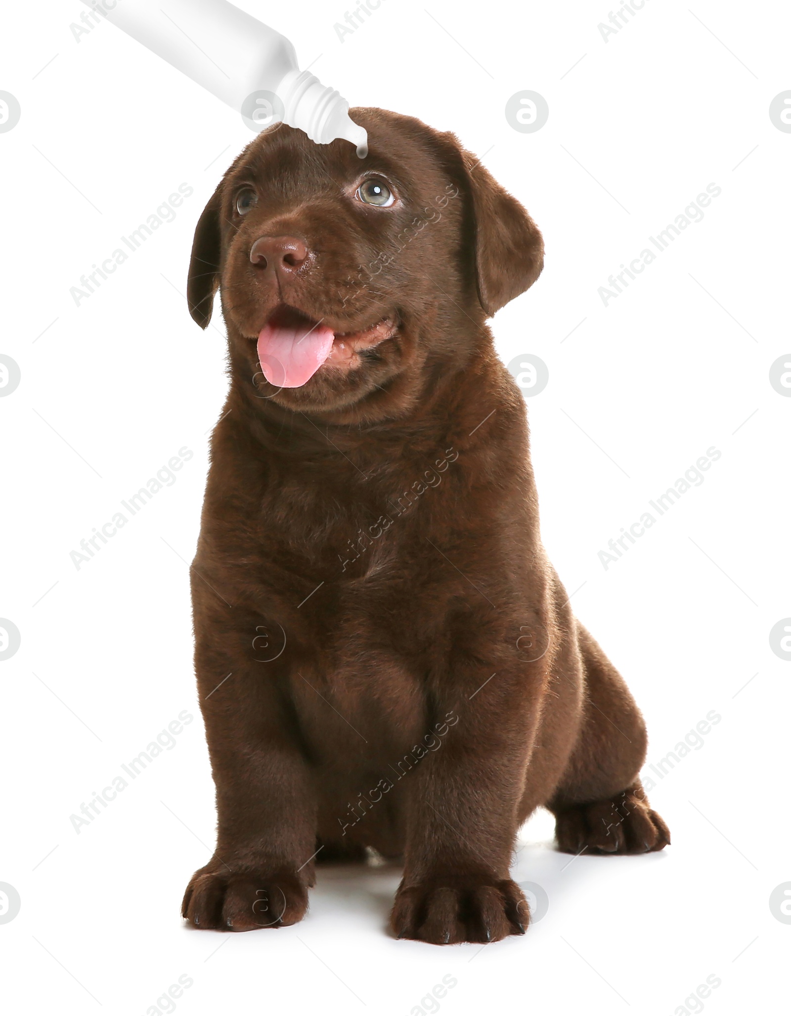 Image of Giving medical drops to cute puppy on white background