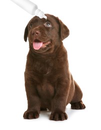 Image of Giving medical drops to cute puppy on white background