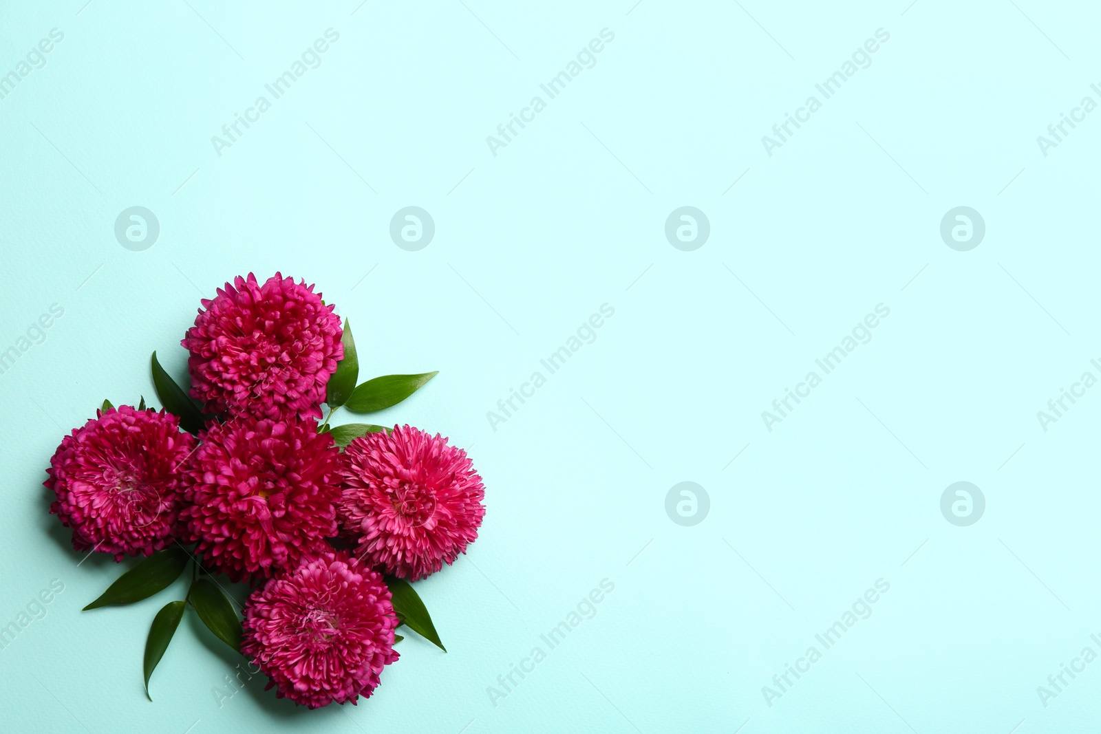 Photo of Beautiful asters and space for text on light blue background, flat lay. Autumn flowers