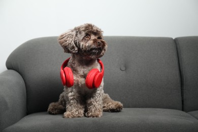 Photo of Cute Maltipoo dog with headphones on sofa indoors, space for text. Lovely pet