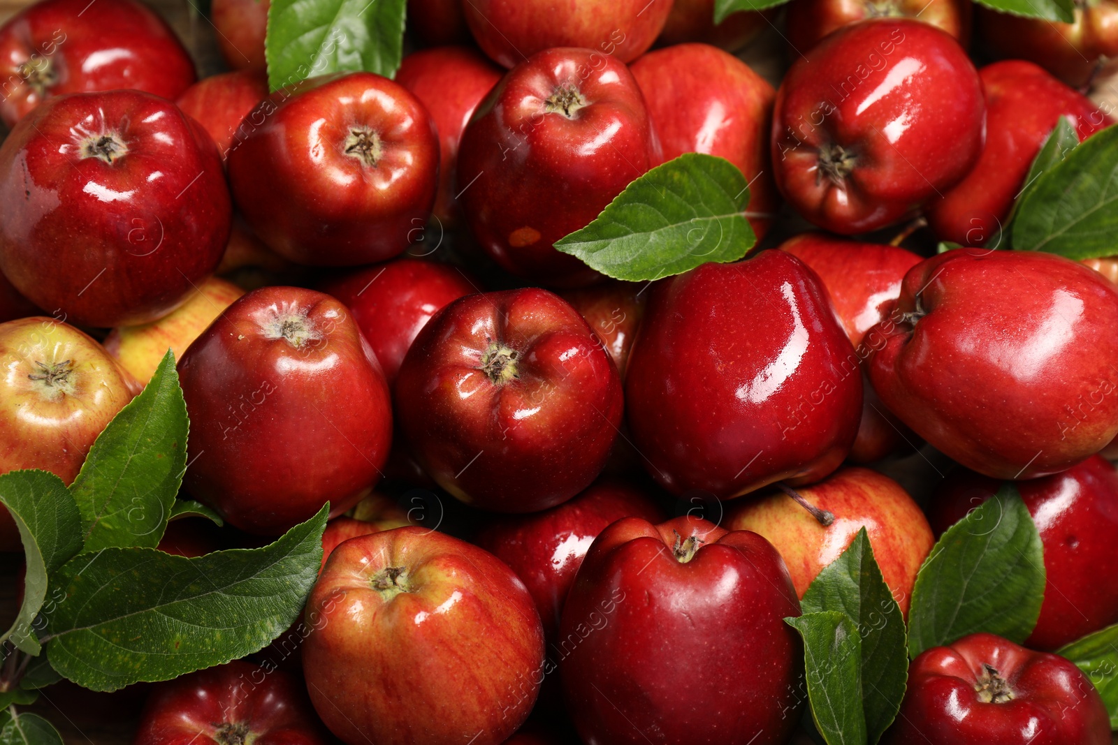 Photo of Fresh ripe red apples with leaves as background, top view