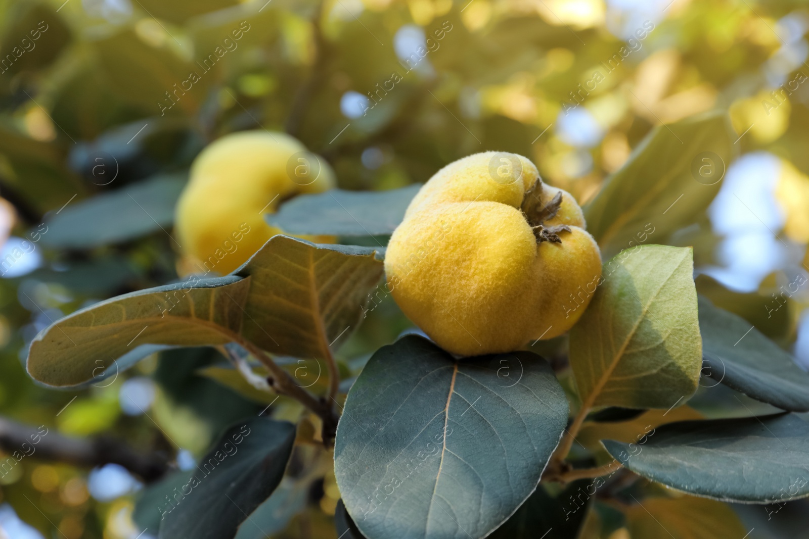 Photo of Quince tree branch with fruits outdoors, closeup