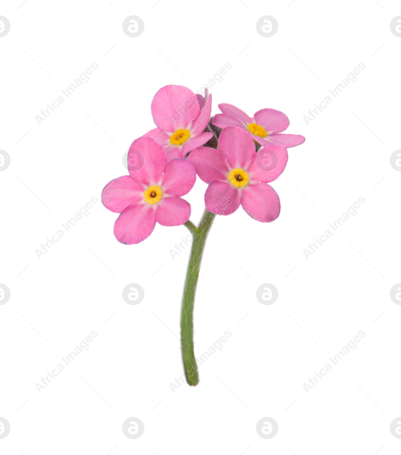 Photo of Delicate pink Forget-me-not flowers on white background