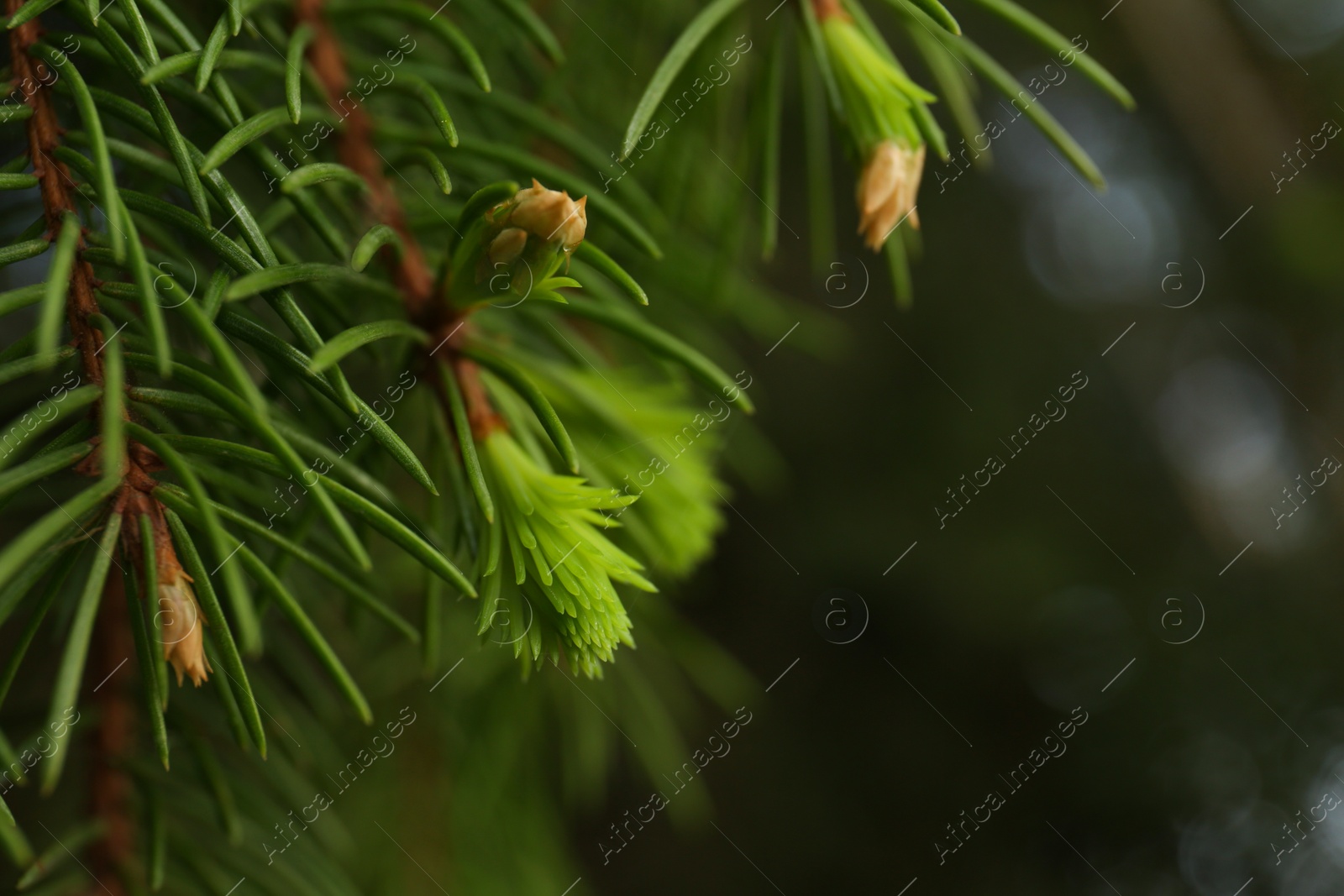 Photo of Beautiful branches of coniferous tree, closeup. Space for text