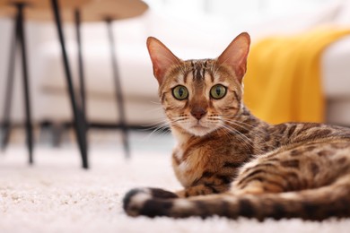 Cute Bengal cat lying on carpet at home, closeup and space for text. Adorable pet