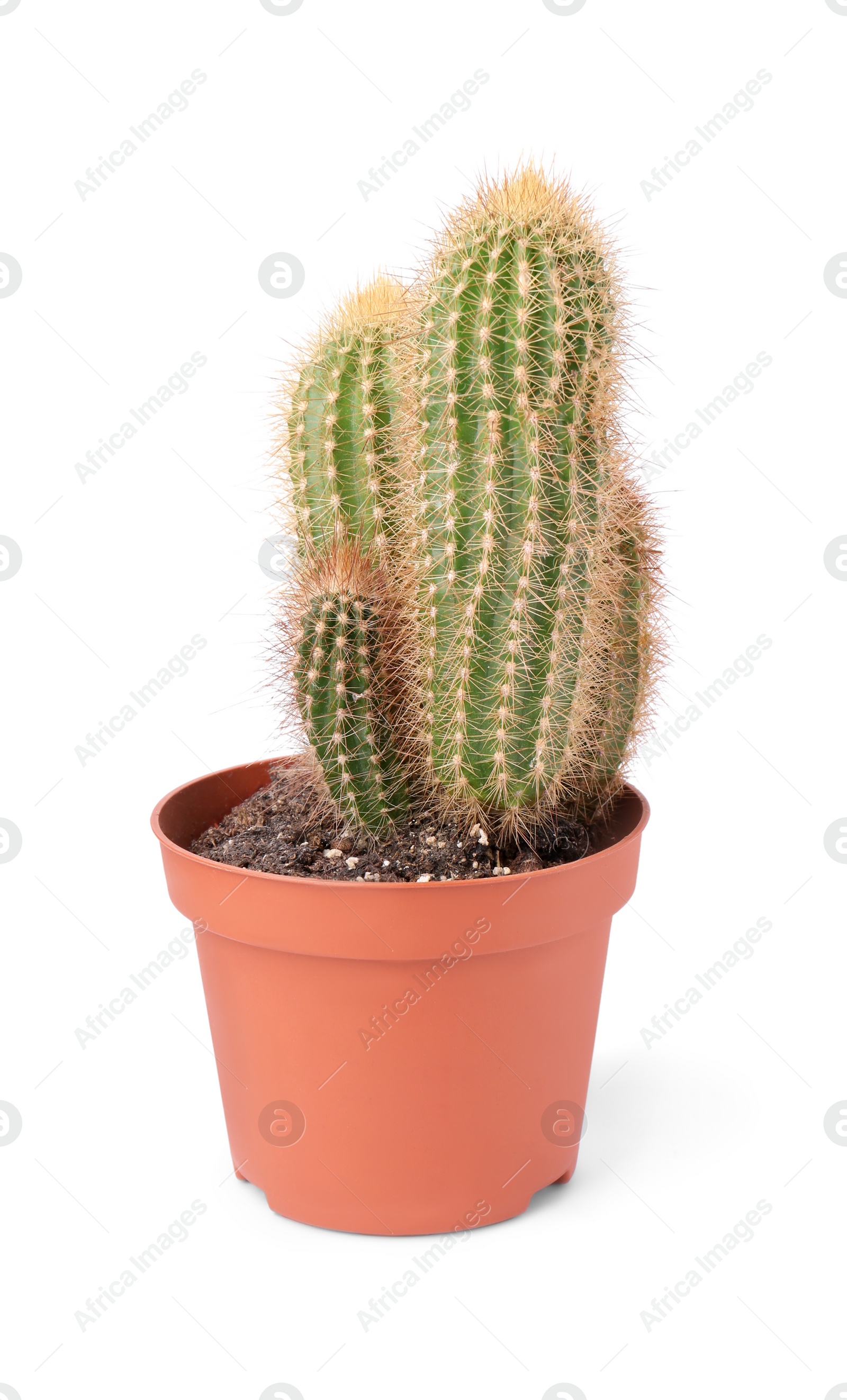 Photo of Beautiful green cactus in pot isolated on white. Tropical plant