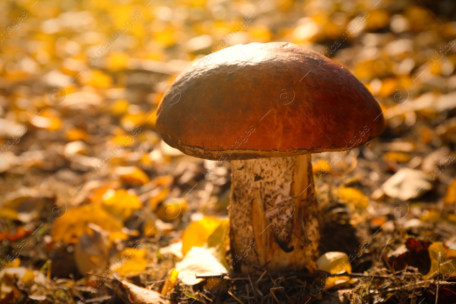 Photo of Fresh wild mushroom growing in forest, closeup view