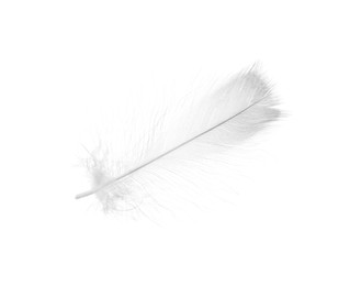 Photo of Beautiful fluffy bird feather isolated on white