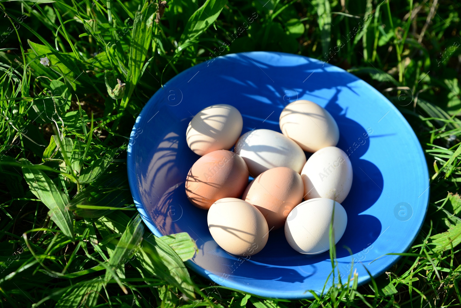 Photo of Plate of assorted eggs on green grass outdoors, above view