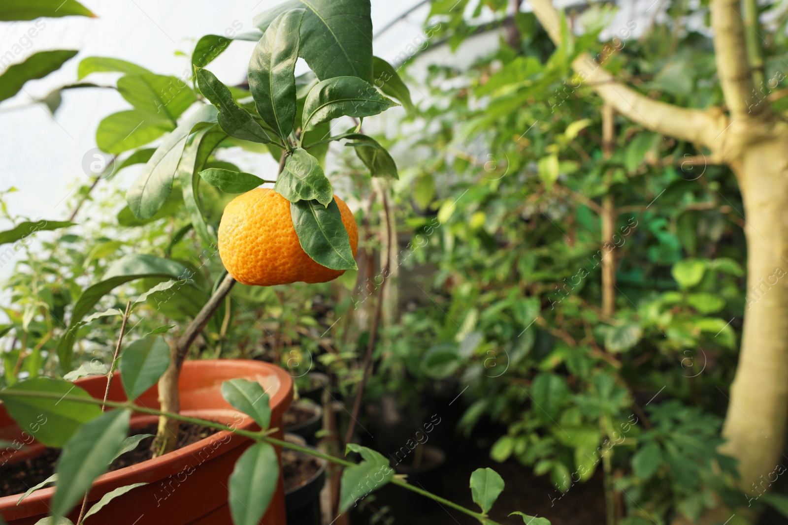 Photo of Potted tangerine tree with ripe fruit in greenhouse, space for text
