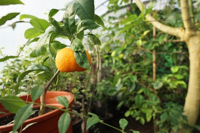 Photo of Potted tangerine tree with ripe fruit in greenhouse, space for text