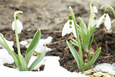 Beautiful blooming snowdrops growing outdoors, space for text. Spring flowers