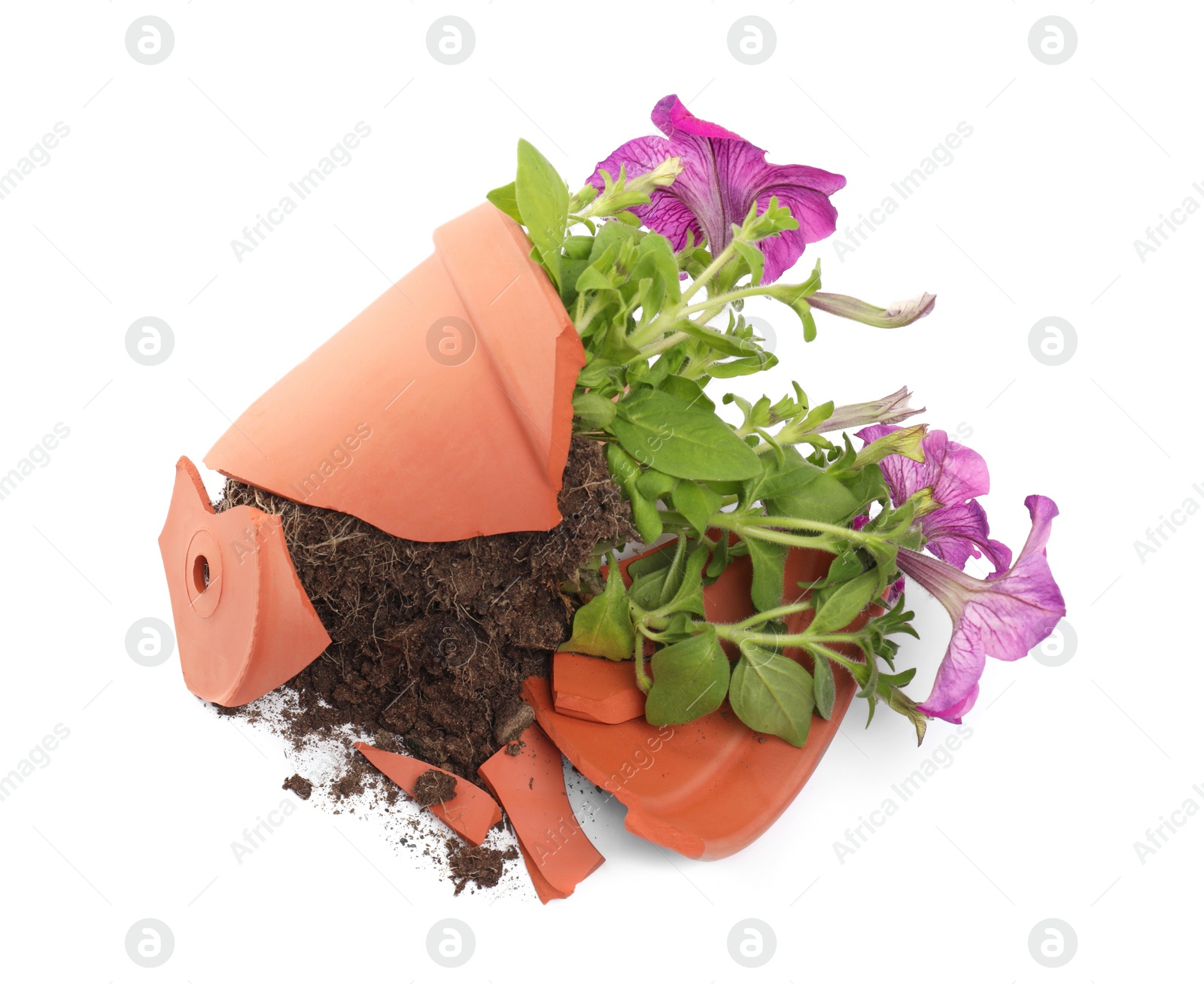 Photo of Broken terracotta flower pot with soil and petunia plant on white background, top view