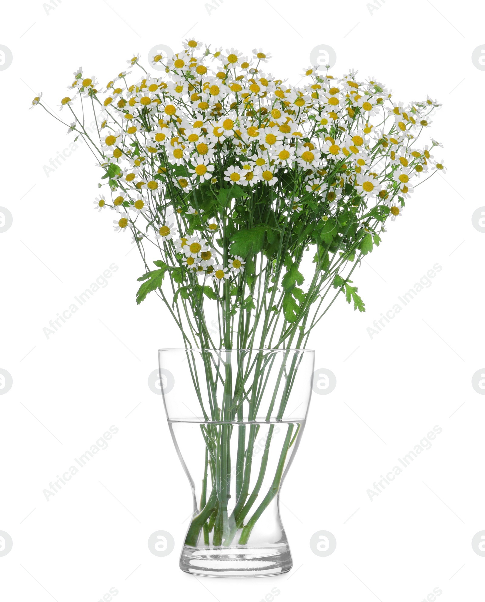Photo of Glass vase with beautiful chamomile flowers isolated on white