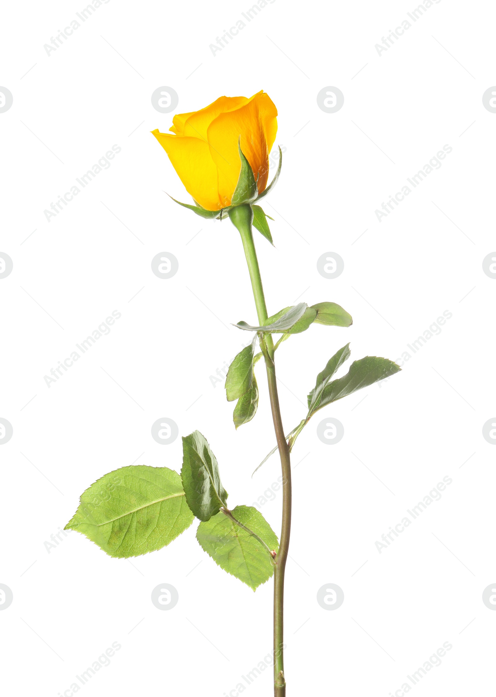 Photo of Beautiful fresh yellow rose isolated on white