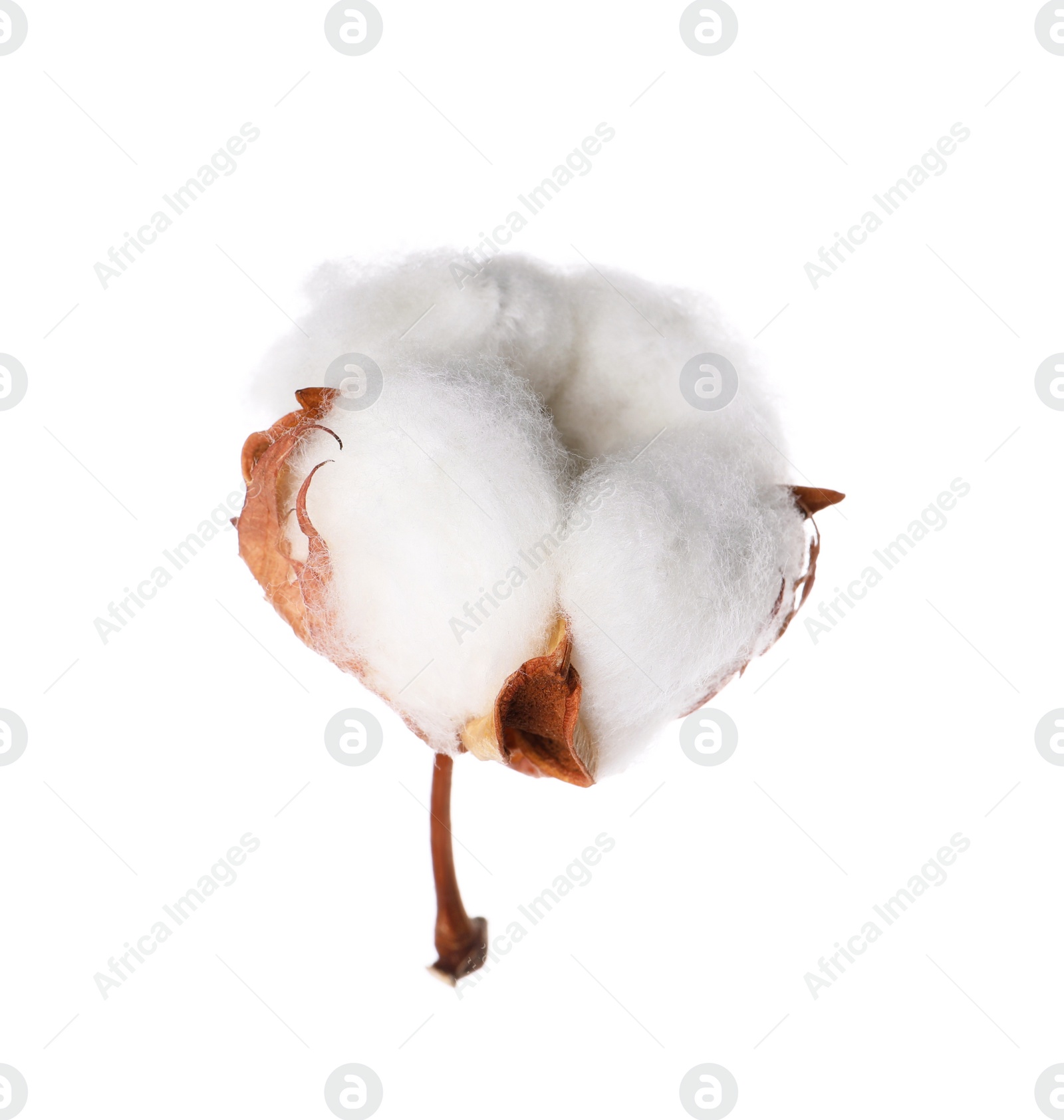 Photo of Beautiful fluffy cotton flower isolated on white