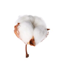 Beautiful fluffy cotton flower isolated on white