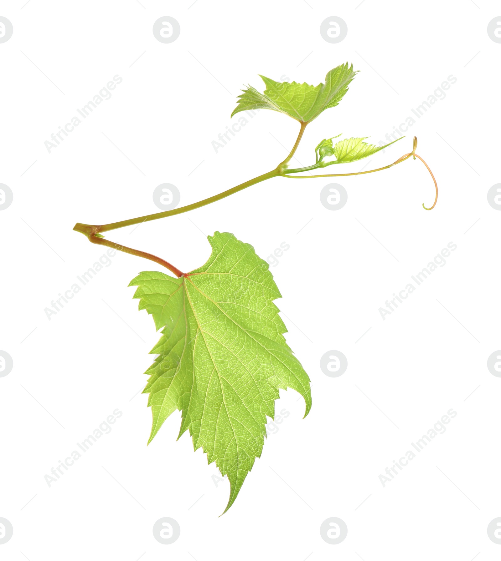 Photo of Fresh grapevine with leaves isolated on white