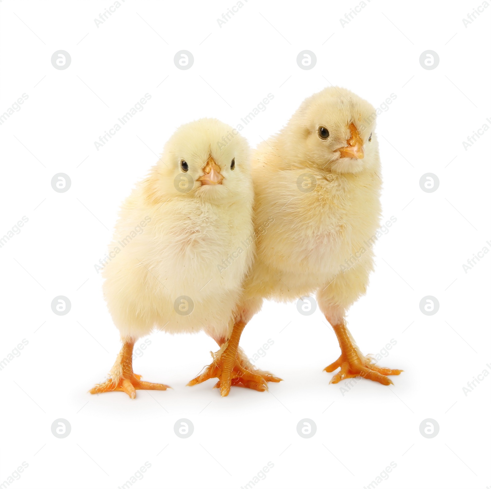 Photo of Two cute chicks isolated on white. Baby animals