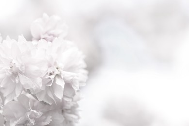 Image of Beautiful sakura blossom on blurred background, closeup. Space for text