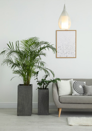 Photo of Beautiful potted plants in modern living room