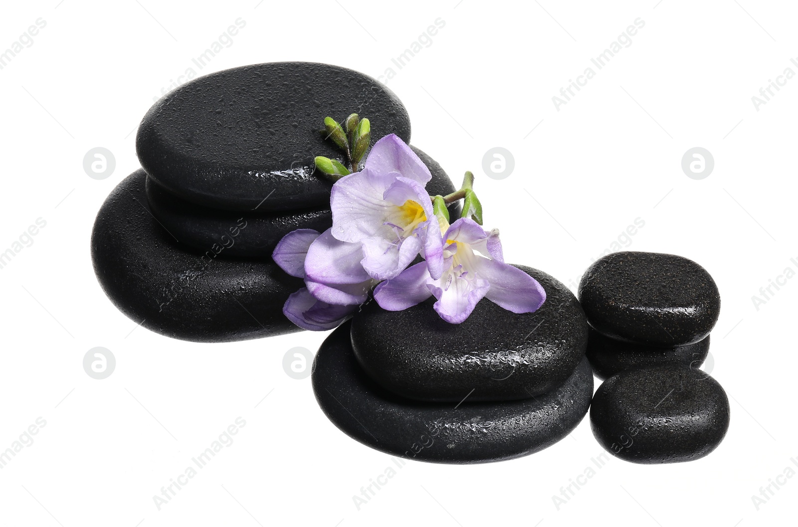 Photo of Beautiful violet freesia flowers and stones isolated on white