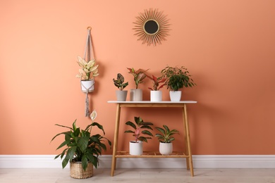 Photo of Different houseplants on table near orange coral wall
