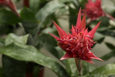 Photo of Beautiful aechmea fasciata growing in greenhouse, closeup. Space for text