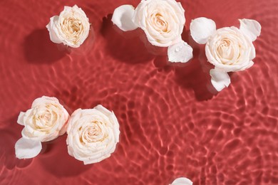 Photo of Beautiful roses and petals in water on burgundy background, top view