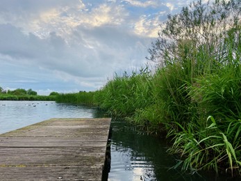 Picturesque view of river reeds and cloudy sky