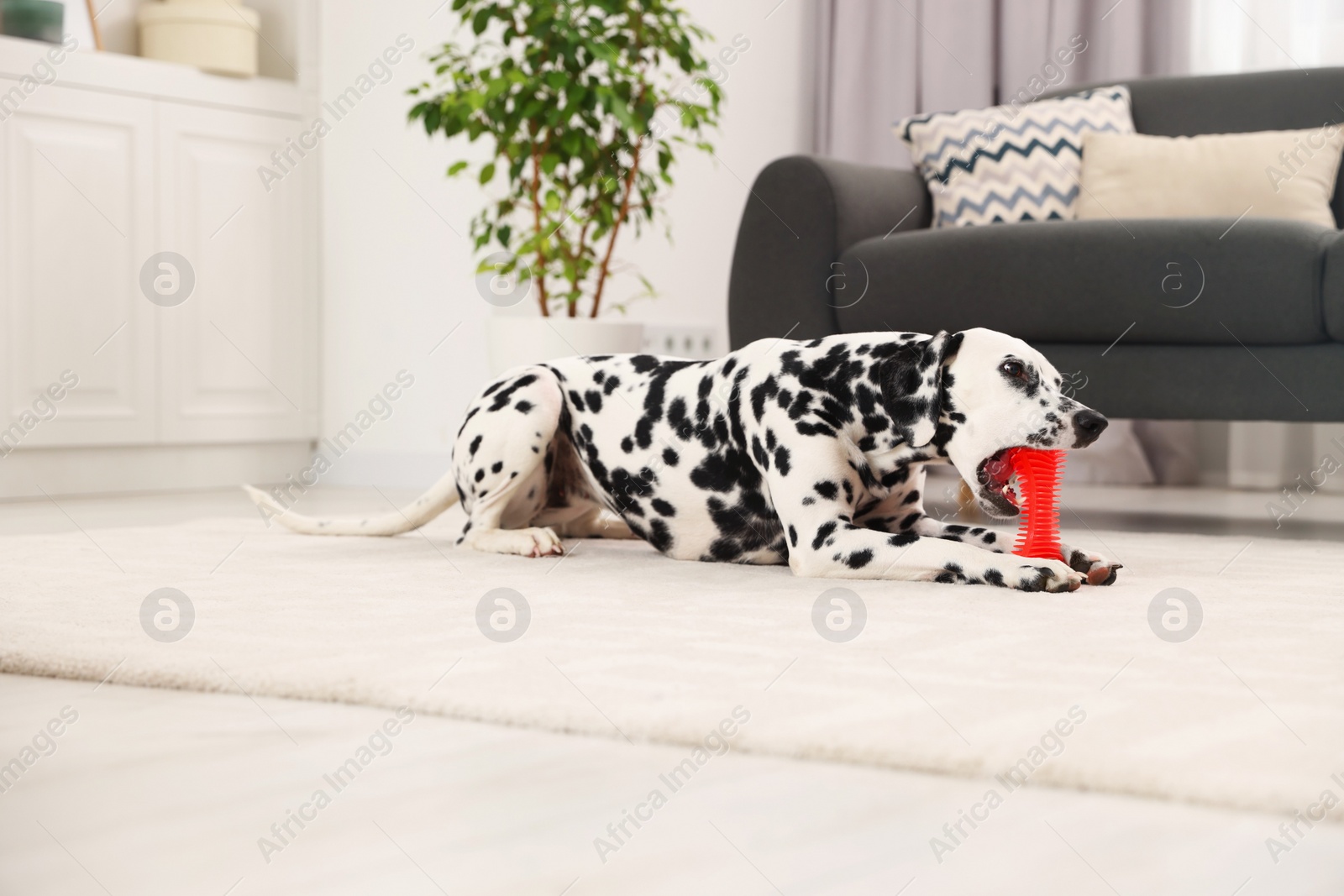 Photo of Adorable Dalmatian dog playing with toy indoors. Lovely pet