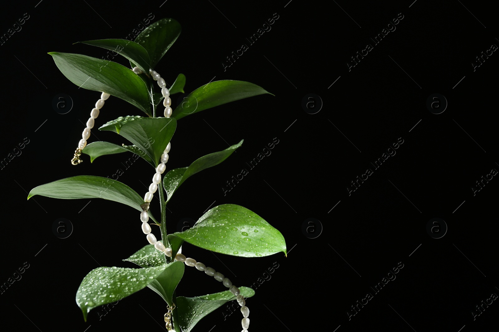 Photo of Stylish presentation of elegant pearl necklace on wet plant against black background. Space for text